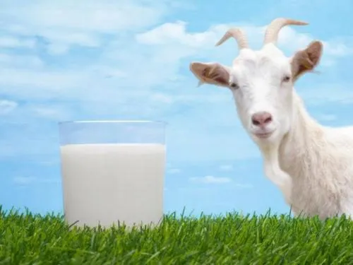 фотография продукта Молоко козье оптом