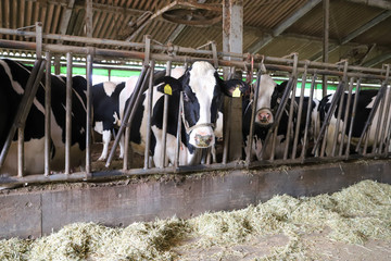 «Румелко-Агро» завершает строительство молочной фермы в Алтайском крае