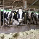 «Румелко-Агро» завершает строительство молочной фермы в Алтайском крае