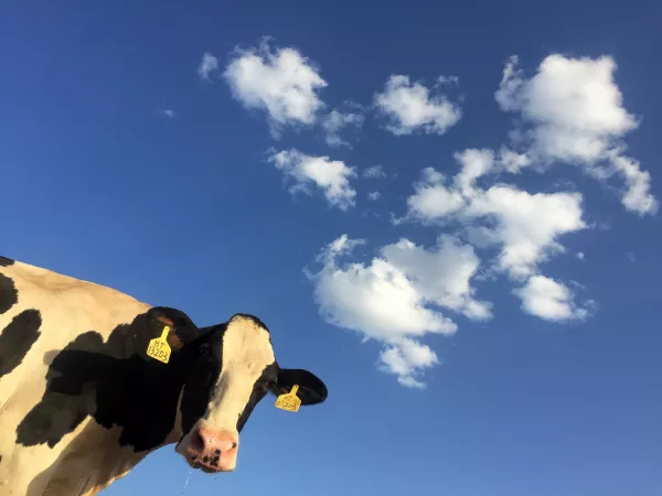 Почему алтайским хозяйствам приходится выбраковывать высокопродуктивных стельных коров