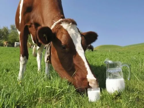 фотография продукта Сырое молоко и молочная продукция